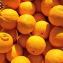 진한농장 이미지