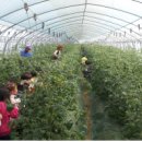 로컬푸드 길음마을 이미지