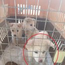 칠원119안전센터 노트펫