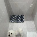 부산애견호텔댕스스쿨 - 사하구 장림시장5길 175 | 부산애견호텔댕스스쿨