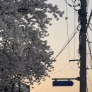 마전터 | 성북천 벚꽃 야장 마전터 솔직후기