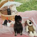 멍멍나래 장현점 | 진접 애견미용 멍멍나래 장현점 얼굴컷 + 스파 후기🐶✨