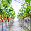 대문안 농장 이미지