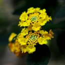 부산화명동수목원의아름다운꽃들 이미지