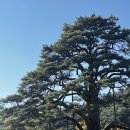 정이품송공원 화장실 | 2024가을여행(3-3) 속리산 정이품송 앞 카페 &#39;로터스블라썸&#39;