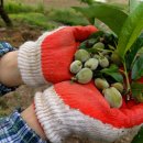 대월농장 이미지