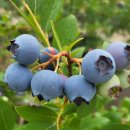 블루베리가 익어가고 있어요 이미지