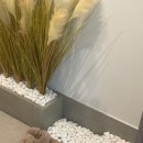 풀돌나무 이미지