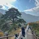 산마을길 | 지리산 남원 뱀사골 와운마을 천년송 (ft. 천년송가는길 후기)