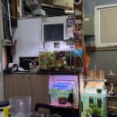 의령돼지꼬리 | [의령돼지꼬리] 창원 도계동 노포 감성의 특수부위 뒷통구이 맛집 내돈내산 후기 '의령돼지꼬리'