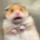 펫토피아 이미지