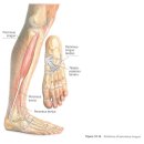 장비골근(Peroneus longus) 이미지