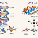 네개의손