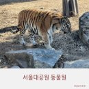 호랑이기운 | 서울대공원 동물원 시베리아 호랑이 실물 직관 후기