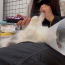 소중하냥 이미지