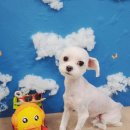 짱아미용실 이미지