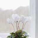 세인트폴리아 이미지