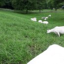 데미샘꿈그린 이미지