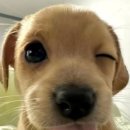 신선공원 | [민생주 부산 수영] 광안리 민락공원 술집 추천 날치알 가득 신선하고 쫄깃한 무늬오징어회 솔직후기