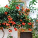 카페스크린 이미지