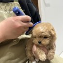 광주강아지분양 마마스미독 24시 광주봉선점 이미지