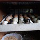 천태산농원 이미지