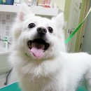 뽀뽀애견샵 네이버블로그