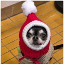 부산애견호텔 강아지 유치원 맘바이 서면본점 이미지