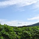 다산생태공원[능내-1] 이미지