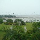 안면도발리 이미지