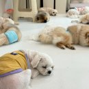경성유치원 | 강아지 믿고 맡길 수 있는 갈마동 &lt;하이애견&gt; 내돈내산 이용후기, 애견유치원 강아지유치원