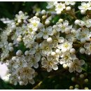 마가목민박 이미지