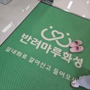 고양이입양소 | 반려마루 화성 고양이 입양센터 오후 봉사활동 후기