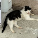 달콤한 슈가힐 이미지