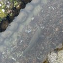 장촌한우마을 | 겨울여행 끝판왕 시라카와고 버스투어 이제는 삿포로 아니고 나고야