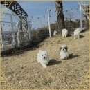 멍멍이천국 이미지