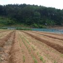 황기농장 이미지