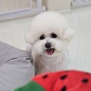 쌀롱 드 빼로 이미지