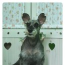 나나 펫 살롱 이미지