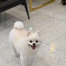 하이몽 애견미용실 이미지