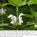 (잡초의 생존전략) 11. 춤추는 소녀의 잘못된 계산, 광대수염 이미지