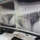 지오동물병원 이미지