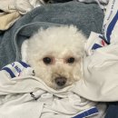 말랑말랭 이미지