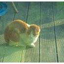 고양이랑놀자 이미지