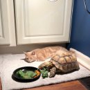 먹구가자 이미지