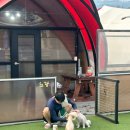 퍼피빌리지 | 강아지간식 &amp; 고양이트릿 추천! 멍냥빌리지 동결건조 간식 후기