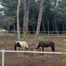 두지목장 이미지