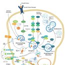 올해 노벨 생리의학상 수상한 오토파지(autophagy)에 대해서 araboja 이미지