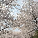 놀이놀이 | 26년 판교 벚꽃놀이 후기