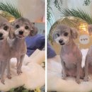 커들리독 이미지